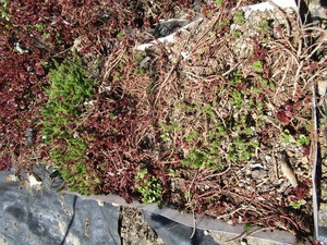 Sedum, mixed varieties - one tray...