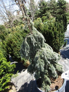 Weeping White Spruce, potted 20 Ga...