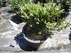 Korean Boxwood, potted 15 gallon ...