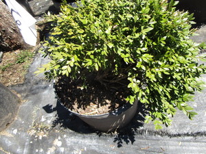 Korean Boxwood, potted 15 gallon ...