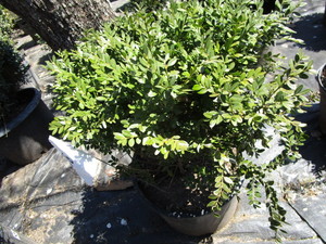 Korean Boxwood, potted 15 gallon ...