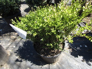 Korean Boxwood, potted 15 gallon ...