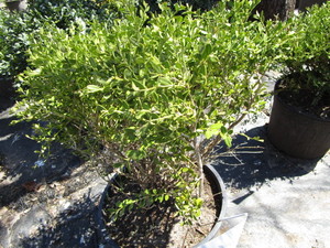 Korean Boxwood, potted 15 gallon ...