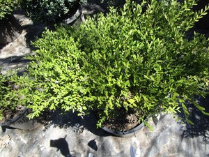 Korean Boxwood, potted 15 gallon ...