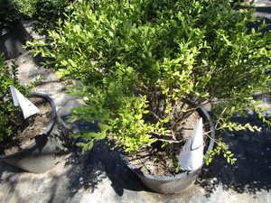 Korean Boxwood, potted 15 gallon ...