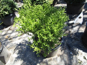 Korean Boxwood, potted 15 gallon ...