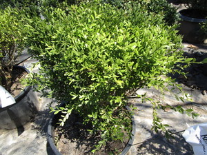 Korean Boxwood, potted 15 gallon ...