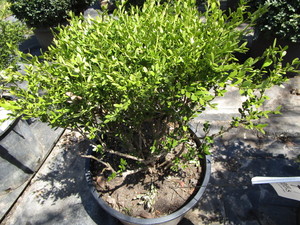 Korean Boxwood, potted 15 gallon ...