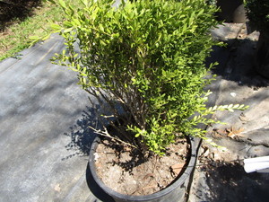 Korean Boxwood, potted 15 gallon ...