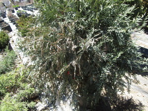Arborvitae Techny, potted 20 gallon...