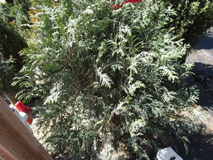 Arborvitae Techny, potted 20 gallon...