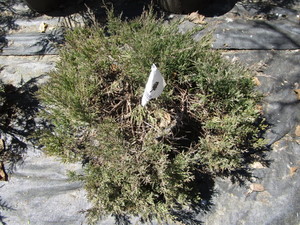 Juniper, potted...