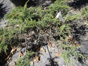 Frosted Juniper, potted...
