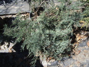 Grey Owl Juniper, potted...