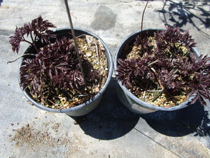 Bugbane, 2 pots...