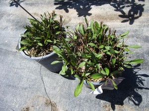 Woods Pink Aster, two pots...