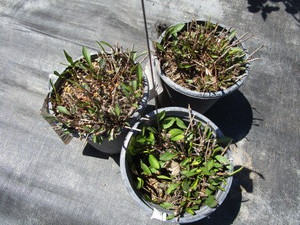 Woods Pink Aster, three pots...