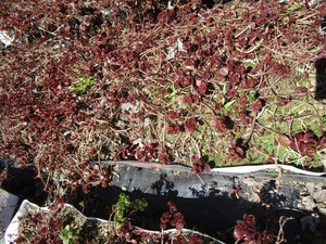 Sedum, mixed varieties - one tray...
