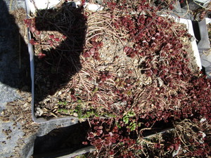 Sedum, mixed varieties - one tray...