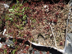 Sedum, mixed varieties - one tray...