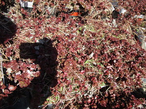 Sedum, mixed varieties - one tray...
