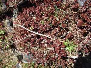 Sedum, mixed varieties - one tray...