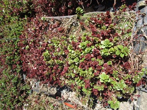 Sedum, mixed varieties - one tray...