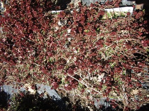 Sedum, mixed varieties - one tray...