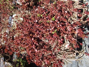 Sedum, mixed varieties - one tray...