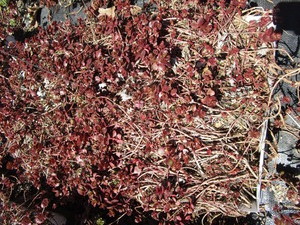 Sedum, mixed varieties - one tray...