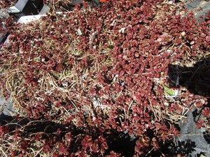 Sedum, mixed varieties - one tray...