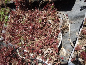 Sedum, mixed varieties - one tray...