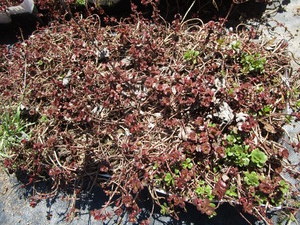 Sedum, mixed varieties - one tray...