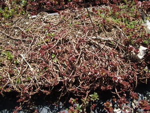Sedum, mixed varieties - one tray...