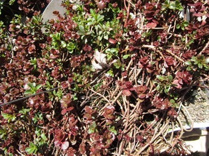Sedum, mixed varieties - one tray...