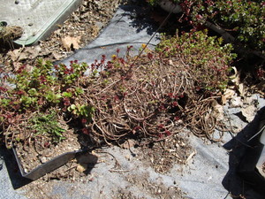 Sedum, mixed varieties -12 tray...