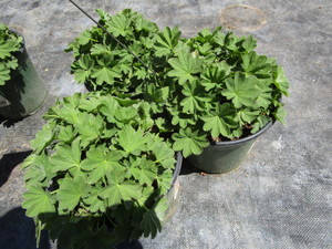 Ladies Mantle, three ...