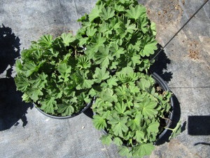 Ladies Mantle, three ...