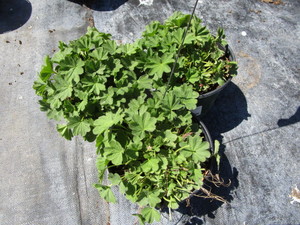 Ladies Mantle, three pots...