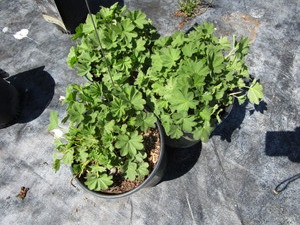 Ladies Mantle, three pots...