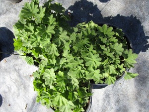 Ladies Mantle, three pots...