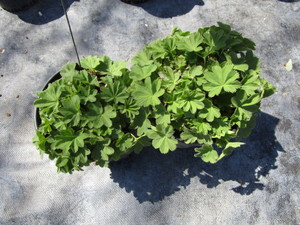 Ladies Mantle, two pots...