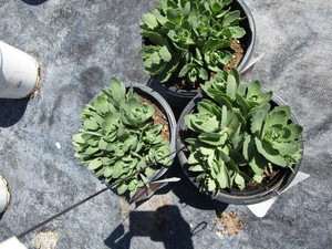 Autumn Fire Sedum, three pots...