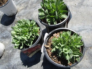 Autumn Fire Sedum, three pots...