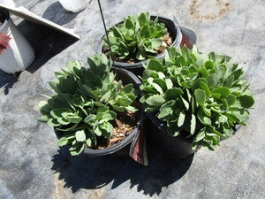 Autumn Fire Sedum, three pots...