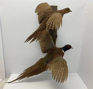 lot 4 image: Vintage Taxidermied Pheasants Rooster And Hen On Wood Hanger