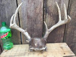 lot 132 image: Deer Antler Horns