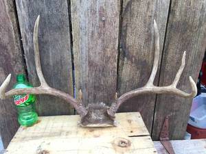 lot 133 image: Larger Deer Antler Mount