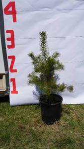 Scotch Pine Bare Root Potted Tree -Reference Photos for Size