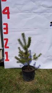 Scotch Pine Bare Root Potted Tree -Reference Photos for Size